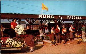 Postcard North East PA Rt 20 Mums by Paschke advertising UNP - Picture 1 of 2