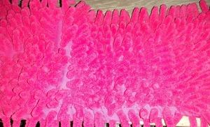 Dust Mop for Floor Cleaning Washable Pad - Picture 1 of 2