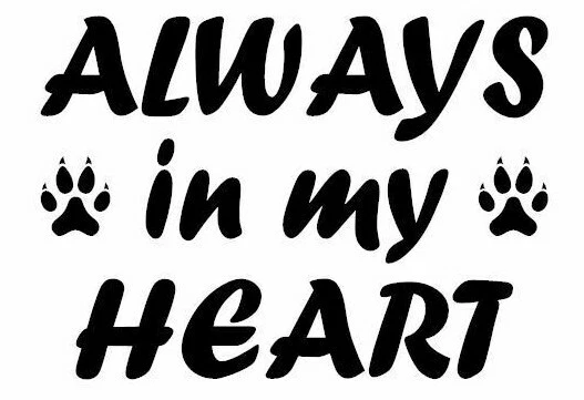 Calcomanía de vinilo pegatina parachoques ventana coche camión - gato mascota siempre en mi corazón Foto 1 de 1