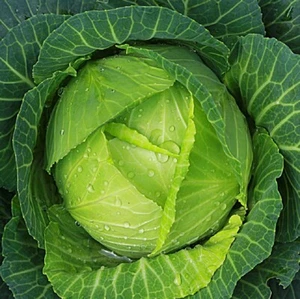 Copenhagen Cabbage Seeds Heirloom Non-GMO Fast Growing High Germination - Picture 1 of 3