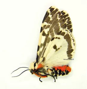 Mariposa/Arctiidae sin montar - Arcides (Spilosoma) glatignyi, Australia - Imagen 1 de 1