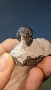 Gerastos Granulosus Trilobit Fossil auf vorbereiteter Matrix 65 mm x 28 mm. Verpackt - Bild 1 von 12
