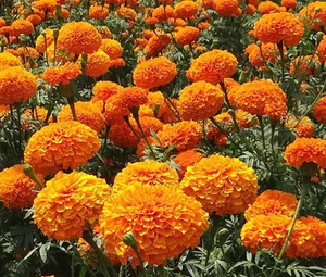 MARIGOLD CRACKERJACK MIXED COLORS Tagetes Erecta - 15,000 Bulk Seeds - Picture 1 of 1