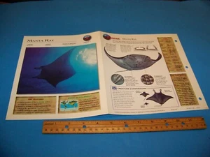 Manta Ray Photo / Information Page Wildlife Explorer 1998 - Picture 1 of 3