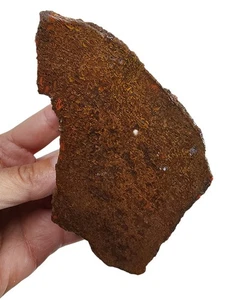 Dinosaur Gem Bone Faced Rough 390.1 grams. - Picture 1 of 3