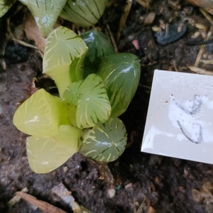 Haworthia Red Flame Variegated about 5cm Succulent - Picture 1 of 7