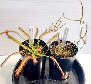 Drosera Binata var. multifida & Capensis Pack - Sundews | Carnivorous Plants - Picture 1 of 11