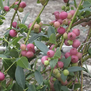 Pink Blueberry 'Pink Lemonade' - 1.5 Litre Pot, Sweet Pink Berries, Grow in Pots - Picture 1 of 5