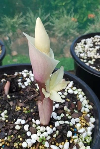 Amorphophallus tuberculatus. Corpse Lily. 3.5cm dormant tuber. RARE Aroid - Picture 1 of 6