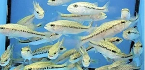 One 3to 4 inches Largemouth Bass (FEED TRAINED) for Koi pond, fish, aquarium - Picture 1 of 3