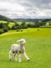 Kleines ses Lamm, das auf einer Wiese in Yorkshire Dales Farm herumtollen (299