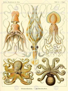 87285 ERNST HAECKEL PULPO BIOLOGÍA ALEMANIA VINTAGE Decoración Pared Impresión Póster - Imagen 1 de 7