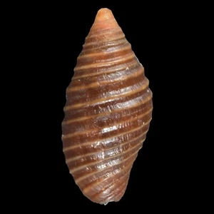 MITRA (Pseudonebularia) PEDICULUS (Mactan Isl., Philippines) 8.7mm #47654 - Picture 1 of 3