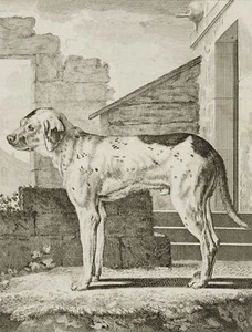 J. SÈVE (1742-1788), Der Spürhund, Kupferstich Realismus Tiere 1700-1749 - Bild 1 von 4