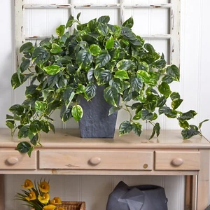 29” Hanging Pothos w/585 lvs in Slate Planter UV (Indoor/Outdoor). Retail $209 - Picture 1 of 2