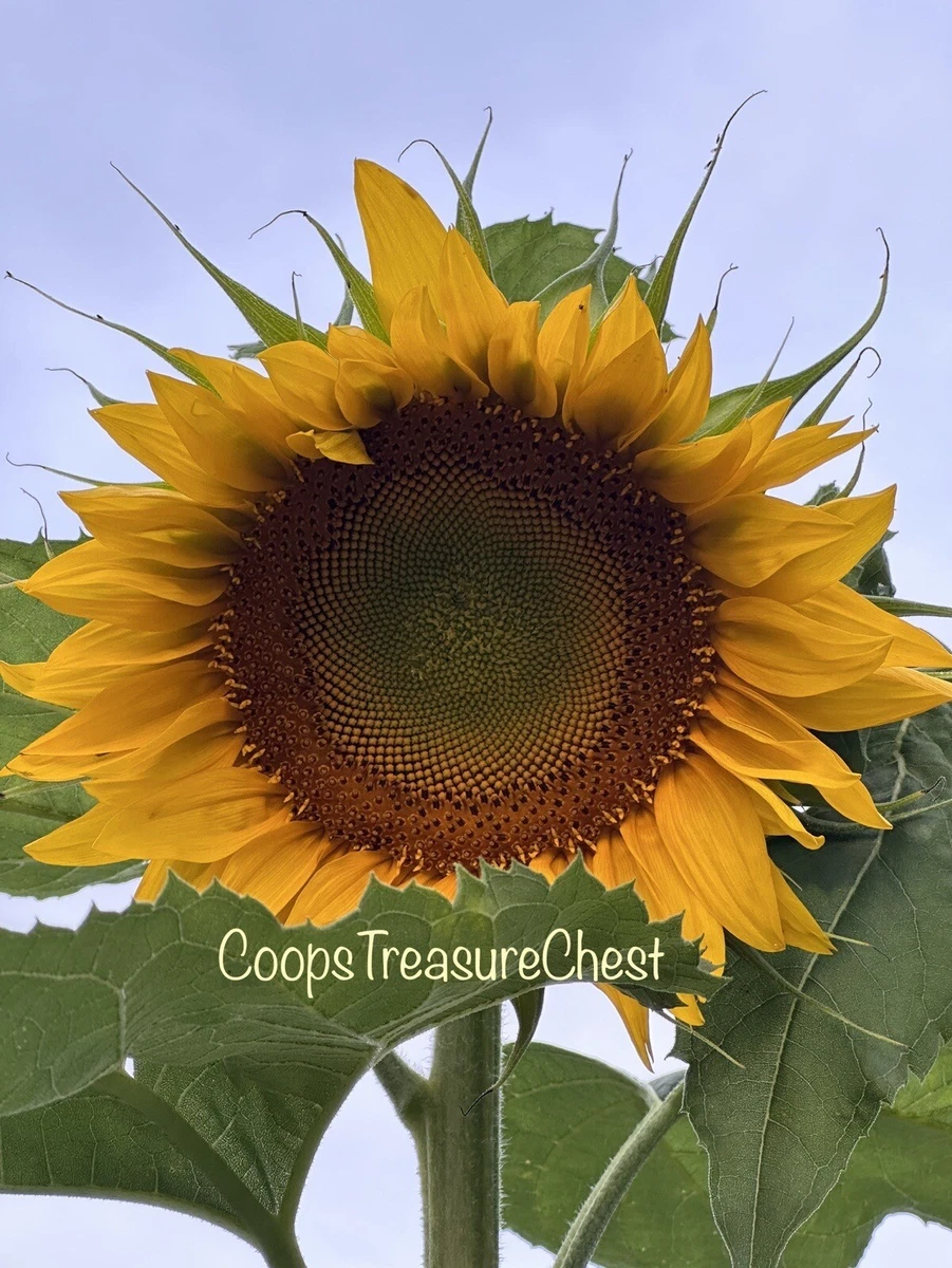 Helianthus向日葵植物和幼苗| eBay