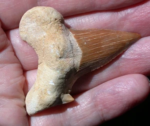 Large Fossil Shark Tooth Extinct Megalodon Ancestor 2 Inches Sharp Tan Color - Picture 1 of 12