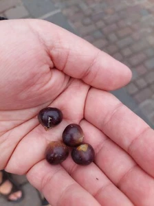 Chinesische Feige aus Ostasien - Ficus microcarpa 5+ Samen - Seeds W 233 - Bild 1 von 2