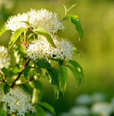 Шелковистый кизил живое дерево для посадки, кукурузный амомум дерево для сада горшок 4 дюйма - Изображение 1 из 4