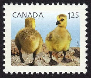 GOSLING * Geese Baby = Canada 2011 #2424c MNH Stamp from Souvenir Sheet - Picture 1 of 1