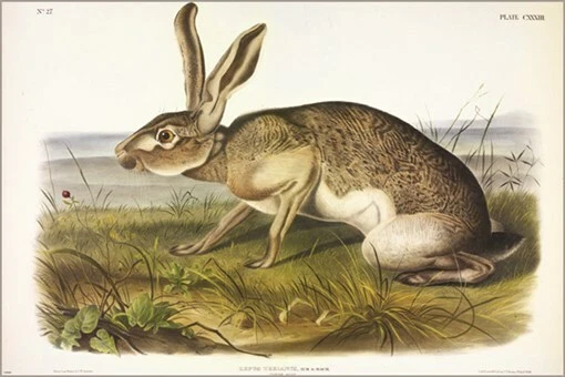 Póster artístico ilustración vintage liebre texana de John James Audubon 20x30 Foto 1 de 1