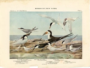 c1914 Book Plate #7 Terns Birds of New York Louis Agassiz Fuertes NYSM Memoir 12 - Picture 1 of 3