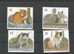 Gatti Belgio - Foto 1 di 1