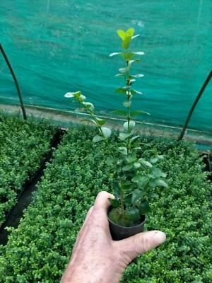 ENGLISH BOX SPECIAL OFFER ***20 PLANTS for $50.00*** Garden Hedge Plant Border - image 1 of 4