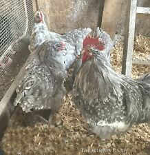 12+ English Black & Lavender Mottled Hatching Eggs Npip certified Ai Free