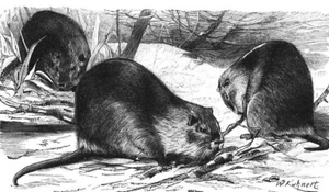 Ölgemälde Friedrich+Wilhelm+Kuhnert-Biberratte Wildtiere schwarz-weiß @ - Bild 1 von 1
