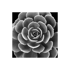 Impresión En Lienzo En Papel Póster O Cuadro Jensen Mia Suculenta IIII IV - Imagen 1 de 2