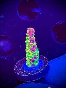 RR Rainbow splice acro Moving sale! CK Wysiwyg live coral frag - Picture 1 of 4
