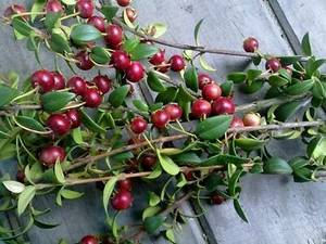 Chilean Guava - Ugni mollinae - Murta - 5+ Seeds - Graines - Semillas - GX 057 - Picture 1 of 1