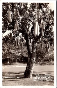 RPPC Florida Real Photo Postcard Roadside Sausage Tree Coconut Grove Miami PC27 - Picture 1 of 2