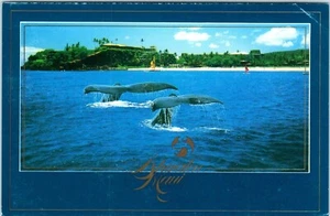 Cartolina Balene Nuoto, Sheraton Hotel, Lahaina, Maui, Hawaii - Foto 1 di 2