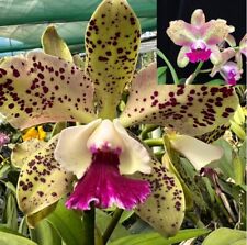 Rlc Maui Freckles ‘Summer Spots’ X Maui Freckles ‘Island’ Orchid Hybrid 1.5” POT
