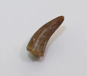 Zahn, Fam. Telesauridae, Jura, Ardley Quarry, Oxfordshire, UK -L520 - Picture 1 of 5