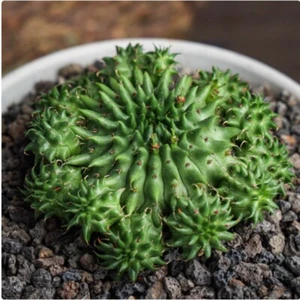 Euphorbia suzannae Kaktus Sukkulente Pflanze Garten schöne Pflanze 5-7cm - Bild 1 von 11