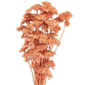 Achillea Schafgarbe getrocknet Lachs Boho Trockenblumen Deko Blumenstrauß - Bild 1 von 4