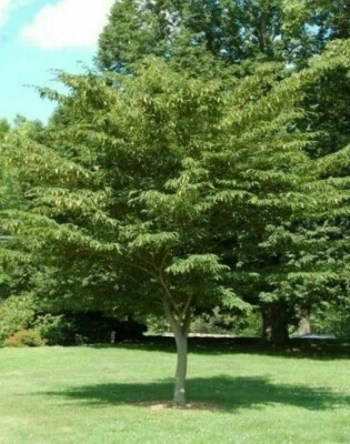 Carpinus japonica /Japanese Hornbeam Tree, Peat Free, 3L 90-120cm - Image 1 of 4