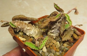 euphorbia decaryi - Picture 1 of 4