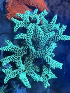 Corallo Seriatopora Caliendrum - Foto 1 di 3