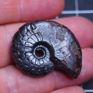 38 mm goniatite ematite ammonite fossile devoniana 1848 - Foto 1 di 9