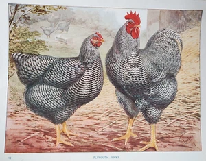 Antiker Geflügeldruck 1912 Plymouth Rocks von J.W. Ludlow Lithographie Landwirtschaft - Bild 1 von 3