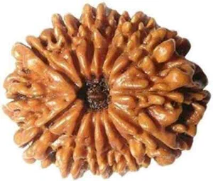 100% Original Nepali Thirteen Face Rudraksha (13 Mukhi Rudraksh) - Picture 1 of 3