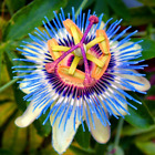 RARE BLUE PASSION FLOWER plant Tree 6 SEEDS Attracts birds and Butterflies! USA