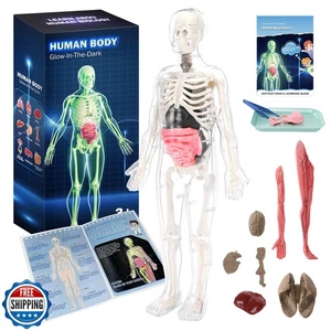CHMYWJ Glow-in-the-Dark Human Body Anatomy Model Science Skeleton - Picture 1 of 5