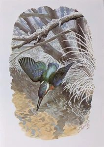 TUNNICLIFFE BIRD PRINT - KINGFISHER - Picture 1 of 1
