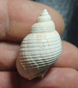 Sphaeronassa mutabilis prainflata - gasteropode fossile del Pliocene, fm. Nassariidae - Foto 1 di 2