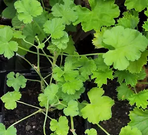 Duft-Pelargonie Apfel-/Minze-Duft Pelargonium odoratissimum Geranie Pflanze - Bild 1 von 4